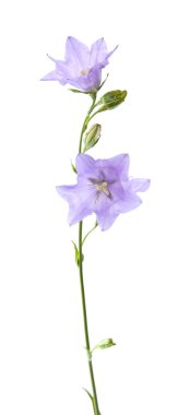 Mavi çan çiçeği (bellflower); beyaz izole