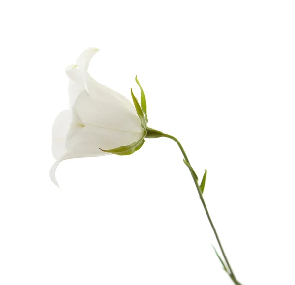 Campanula branca (flor de sino); isolado em branco — Fotografia de Stock