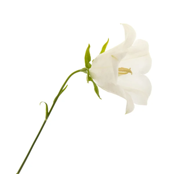 Campanula branca (flor de sino), isolada sobre branco — Fotografia de Stock