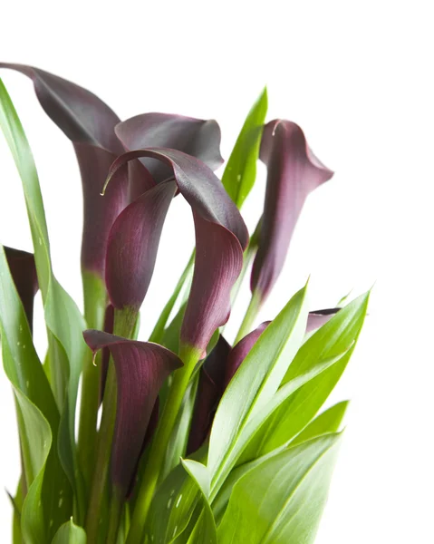 Dunkelviolette ("schwarze") Calla-Lilienpflanze isoliert auf weißem Hintergrund — Stockfoto