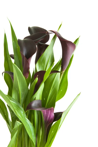 Planta lirio de cala morado oscuro ("negro") aislada sobre fondo blanco —  Fotos de Stock