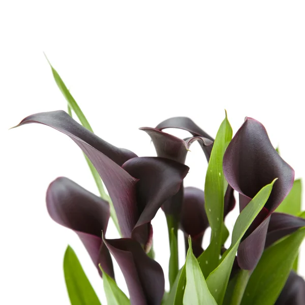 Planta lirio de cala morado oscuro ("negro") aislada sobre fondo blanco — Foto de Stock
