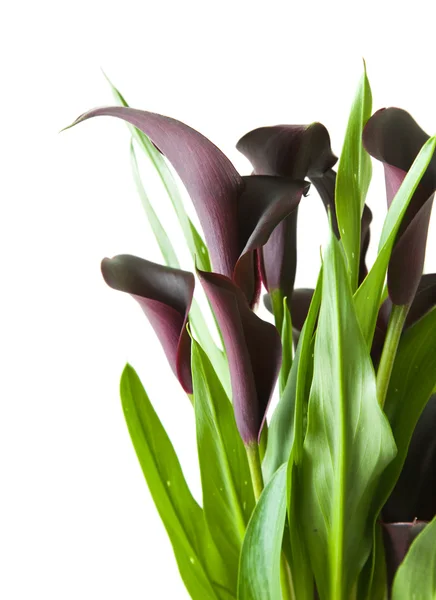 Dark purple ("black") calla lily plant isolated on white backgrou — Stock Photo, Image