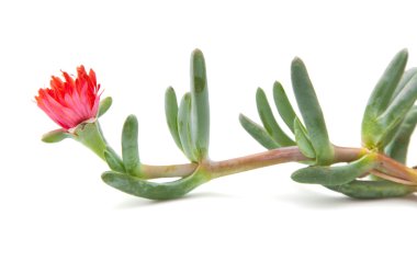 carpobrotus, deniz incir veya buz fabrikası