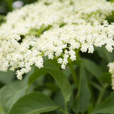 Sambucus nigra; (Siyah yaşlı; Avrupa yaşlı; Avrupa Elderberr