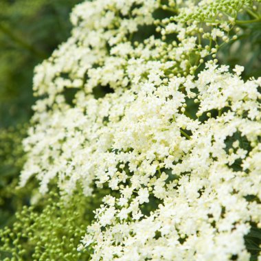 Sambucus nigra; (Siyah yaşlı; Avrupa yaşlı; Avrupa Elderberr