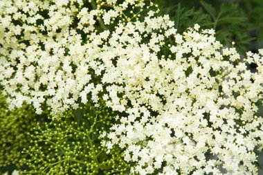 Sambucus nigra; (Siyah yaşlı; Avrupa yaşlı; Avrupa Elderberr