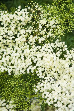 Sambucus nigra; (Siyah yaşlı; Avrupa yaşlı; Avrupa Elderberr