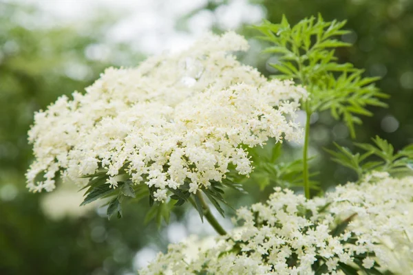 Sambucus nigra? (Μαύρο Γέροντα? Ευρωπαϊκό Γέροντα? Ευρωπαϊκό Elderberr — Φωτογραφία Αρχείου