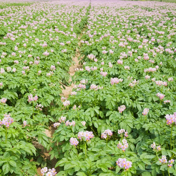 Field of flowering potato plants — Stock Photo, Image