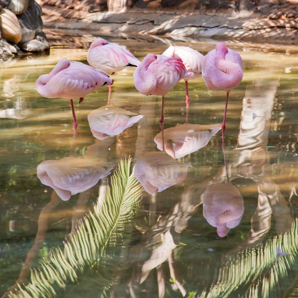 Group of pink flamingoes asleep — Stock Photo, Image