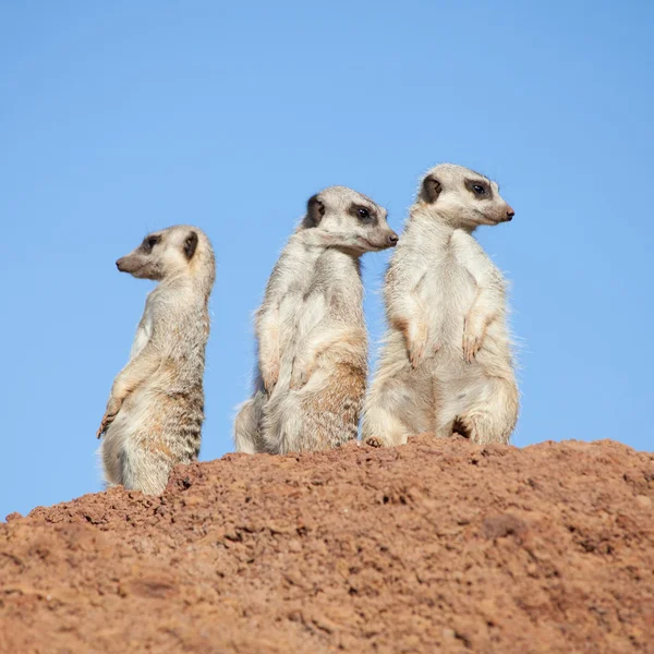 Três suricados a vigiar. — Fotografia de Stock