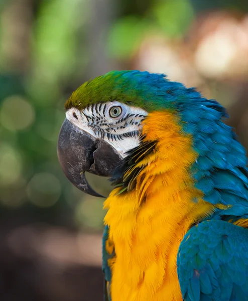 Blue-and-Yellow Macaw,Ara ararauna, — Stock Photo, Image