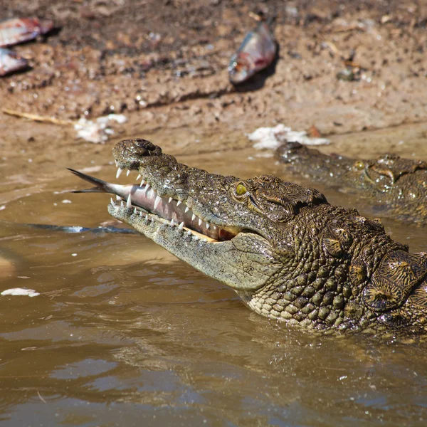 Fôring av krokodiller – stockfoto