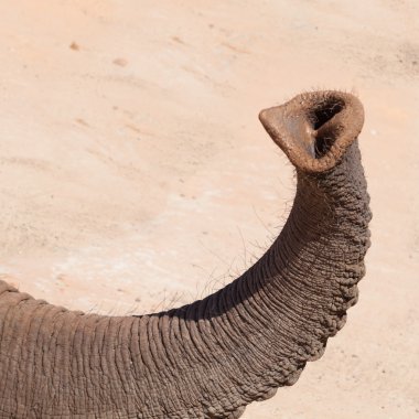 Elefant trunk clipart