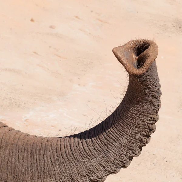 Elefant törzs — Stock Fotó