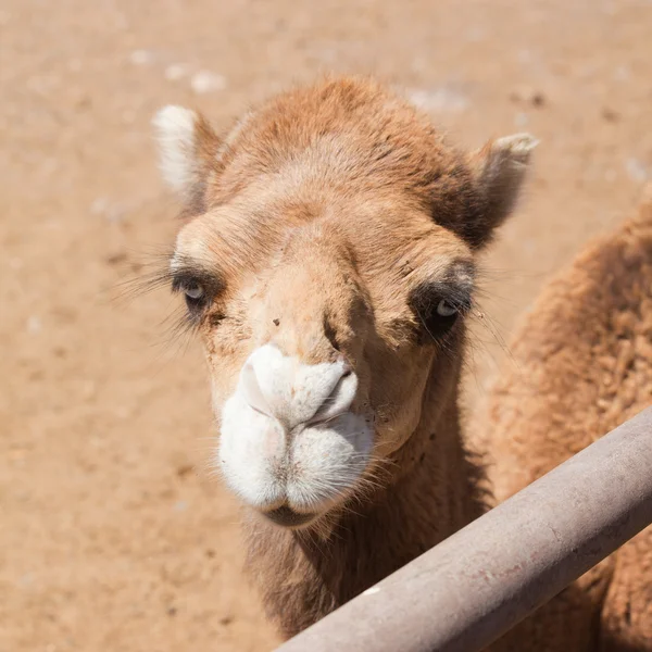 Camel; — Stock Photo, Image