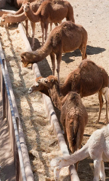 Годування верблюдів — стокове фото