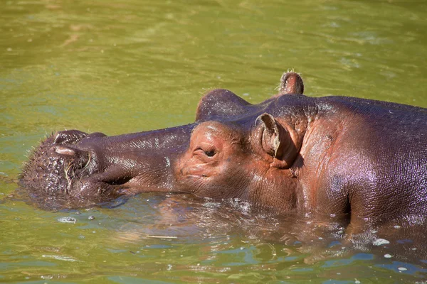 Hippo in a murky green water — Stock Photo, Image