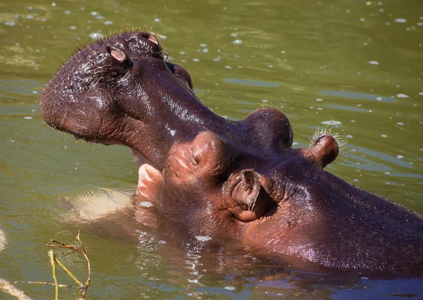 Hipopopotam w ciemnej zielonej wodzie — Zdjęcie stockowe