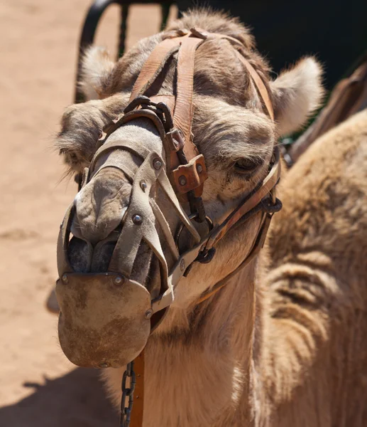 Saddled camel — Stock Photo, Image