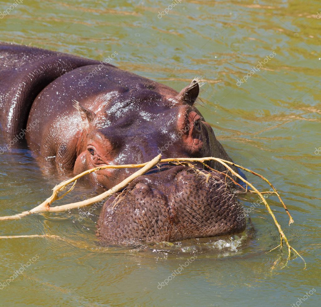 hippo in a murky green water |图库照片08tamara kulikova