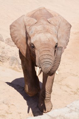 Genç elefant izleyiciye yürüyüş