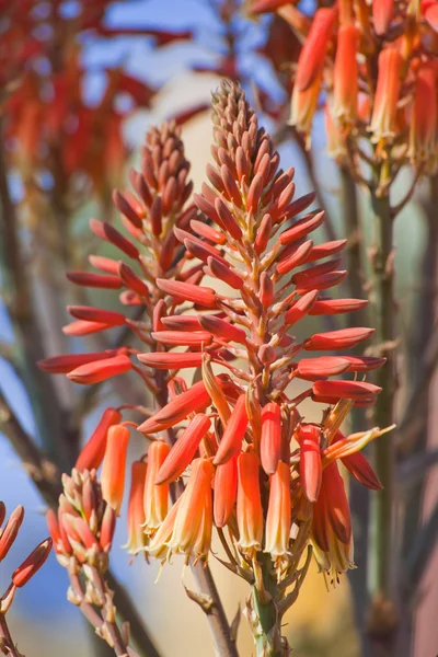 Flowering Aloe hereroensis — Stock Photo, Image