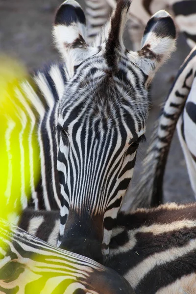 Zebra astratta — Foto Stock