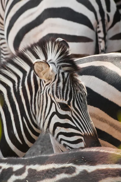 Zebra streszczenie — Zdjęcie stockowe