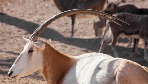 Scimitarra a riposo Oryx — Foto Stock
