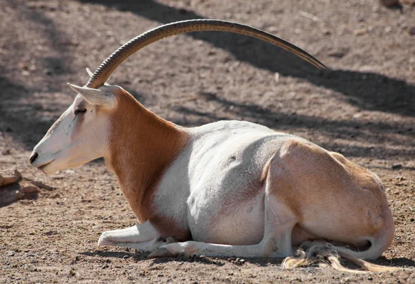 Descansando oryx Cimitarra — Stockfoto