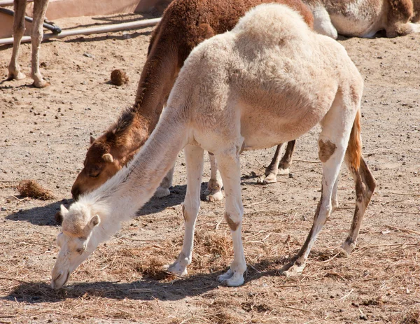 Grazing white camel — Stock Photo, Image