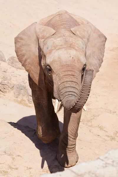 Fiatal elefant gyaloglás felé a néző — Stock Fotó