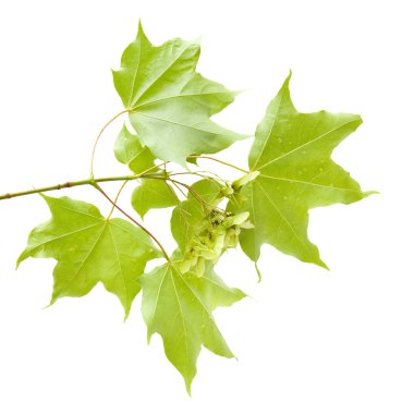 Summer maple branch with green seeds cluste clipart