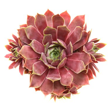 Sempervivum isolated on white, top view clipart