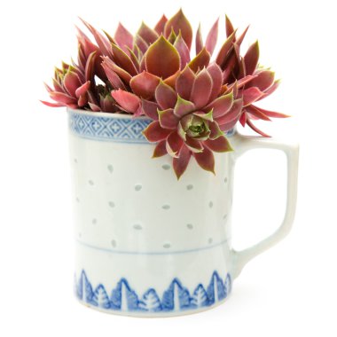 eski bir chine mug içinde büyüyen sempervivum; beyaz izole; yan görünüm;