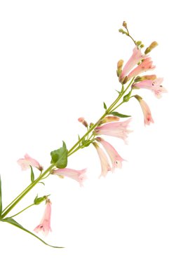 Pembe Penstemon (Beard-tongue) çiçekli spike; beyaz izole