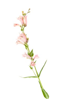 Pembe Penstemon (Beard-tongue) çiçekli spike; beyaz izole