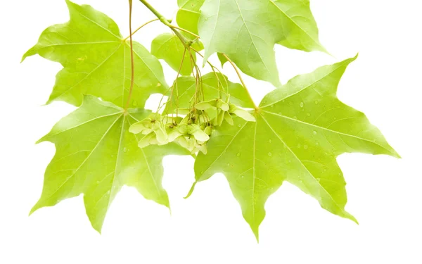 Summer maple branch with green seeds cluster — Stock Photo, Image