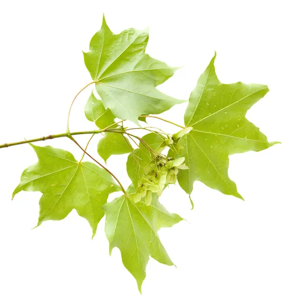 Summer maple branch with green seeds cluste — Stock Photo, Image