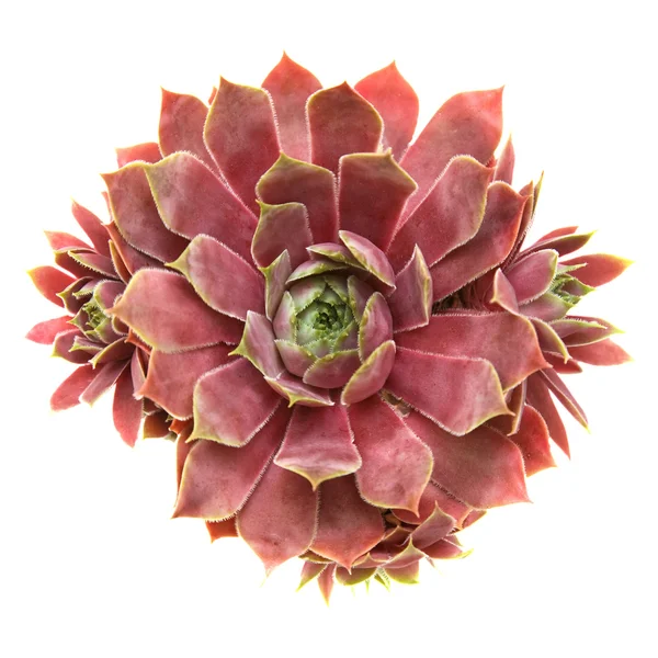 Sempervivum isolated on white, top view — Stock Photo, Image