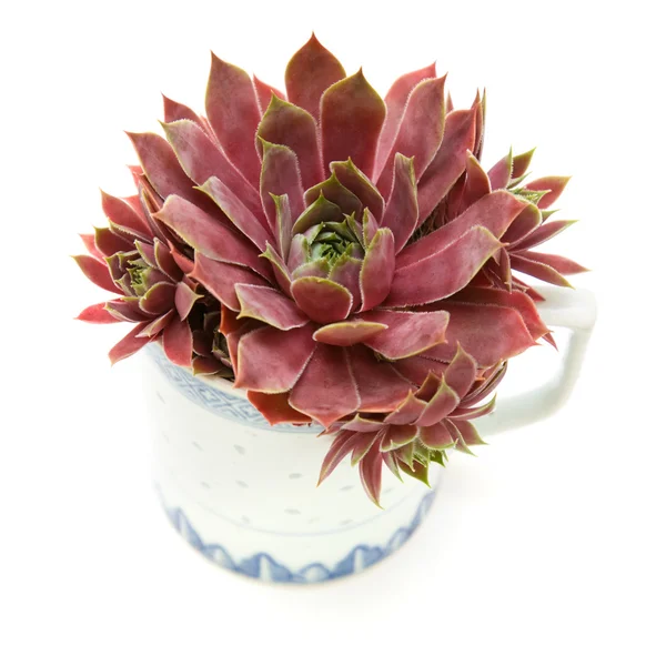 Sempervivum growing in an old chine mug isolated on white; top view; — Stock Photo, Image