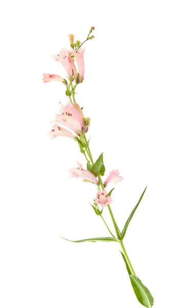 Épi de floraison Penstemon rose (langue de barbe) ; isolé sur blanc — Photo
