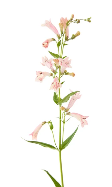 Espiga floreciente de Penstemon rosado (lengua de barba); aislado en blanco —  Fotos de Stock