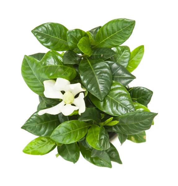 Na białym tle roślina białą gardenia — Zdjęcie stockowe