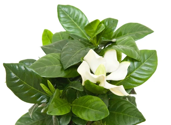 Stock image White gardenia plant isolated on white;