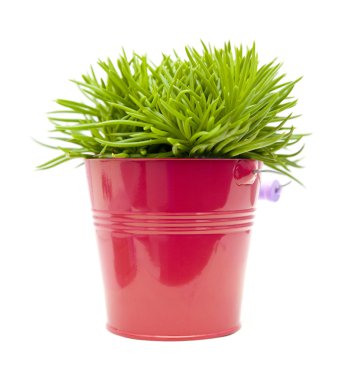 Succulent bush senecio plant; in bright pink ornamental bucket, clipart