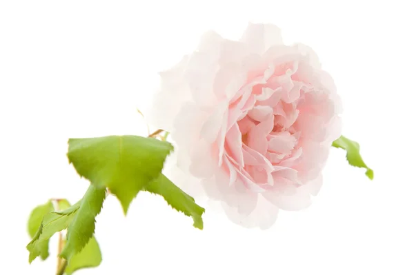 Rose grimpante rose clair à l'ancienne ; isolée sur fond blanc ; — Photo