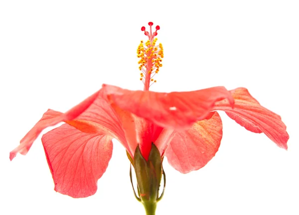 Red hibiscus — Stock Photo, Image